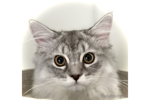 販売中のミヌエットの親猫